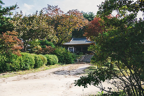 포토 JPG 주간 나무 전통 한옥 풍경 사람없음 야외 아웃포커스 경상북도 안동 군자마을 국내포토 자연요소 식물 한국전통 고건축 촬영기법 마을 경상도 파일형식