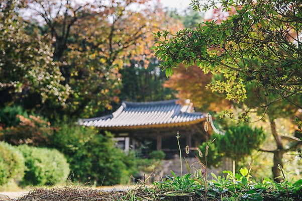 포토 JPG 주간 나무 전통 한옥 풍경 사람없음 야외 아웃포커스 새싹 경상북도 안동 군자마을 국내포토 자연요소 식물 한국전통 고건축 촬영기법 마을 경상도 파일형식