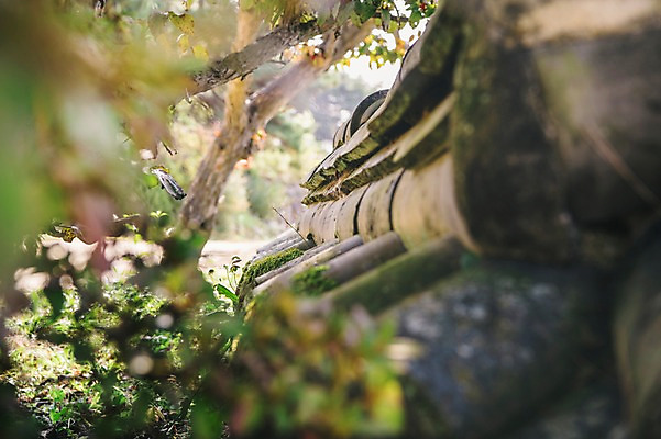 포토 JPG 주간 나무 전통 한옥 풍경 근접촬영 사람없음 야외 아웃포커스 경상북도 안동 기와담장 군자마을 국내포토 자연요소 식물 한국전통 뷰포인트 고건축 촬영기법 기와 담장 마을 경상도 파일형식