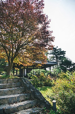 포토 JPG 주간 나무 전통 단풍 한옥 풍경 사람없음 야외 계단 경상북도 안동 군자마을 국내포토 자연요소 식물 한국전통 고건축 잎 마을 경상도 파일형식