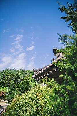 포토 JPG 주간 나무 전통 하늘 한옥 풍경 사람없음 야외 아웃포커스 경상북도 안동 군자마을 국내포토 자연요소 식물 한국전통 고건축 촬영기법 마을 경상도 파일형식