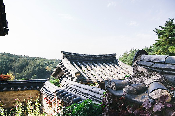 포토 JPG 주간 나무 전통 하늘 한옥 풍경 사람없음 야외 경상북도 기와지붕 안동 군자마을 국내포토 자연요소 식물 한국전통 고건축 지붕 기와 마을 경상도 파일형식