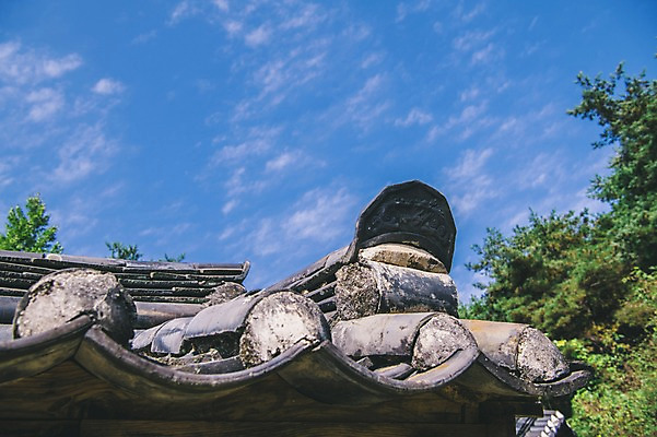 포토 JPG 주간 나무 구름 전통 하늘 한옥 기와 풍경 사람없음 야외 경상북도 기와지붕 안동 군자마을 국내포토 자연요소 식물 한국전통 고건축 지붕 마을 경상도 파일형식