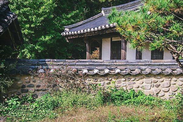 포토 JPG 주간 나무 전통 한옥 풍경 사람없음 야외 소나무 풀 경상북도 안동 군자마을 국내포토 자연요소 식물 한국전통 고건축 마을 경상도 파일형식