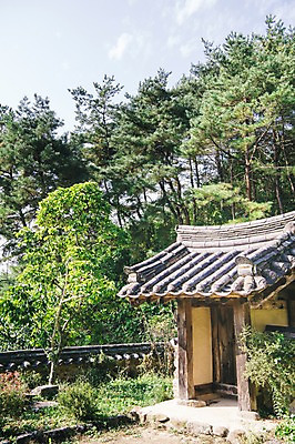 포토 JPG 주간 나무 전통 하늘 한옥 풍경 사람없음 야외 소나무 경상북도 안동 군자마을 국내포토 자연요소 식물 한국전통 고건축 마을 경상도 파일형식