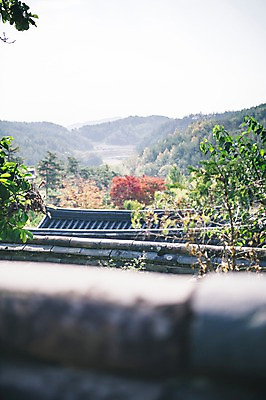 포토 JPG 주간 나무 전통 한옥 풍경 사람없음 야외 아웃포커스 경상북도 안동 기와담장 군자마을 국내포토 자연요소 식물 한국전통 고건축 촬영기법 기와 담장 마을 경상도 파일형식