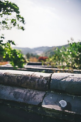 포토 JPG 주간 나무 전통 한옥 풍경 근접촬영 사람없음 야외 아웃포커스 경상북도 안동 기와담장 군자마을 국내포토 자연요소 식물 한국전통 뷰포인트 고건축 촬영기법 기와 담장 마을 경상도 파일형식