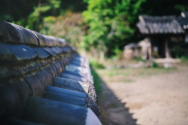 포토 JPG 주간 나무 전통 한옥 풍경 근접촬영 사람없음 야외 아웃포커스 경상북도 안동 기와담장 군자마을 국내포토 자연요소 식물 한국전통 뷰포인트 고건축 촬영기법 기와 담장 마을 경상도 파일형식