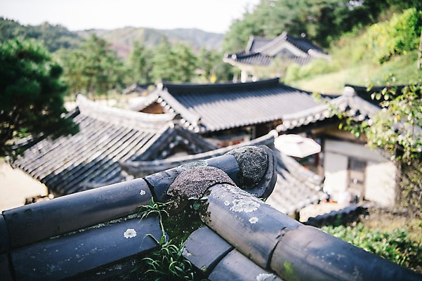 포토 JPG 주간 나무 전통 한옥 풍경 근접촬영 사람없음 야외 아웃포커스 경상북도 기와지붕 안동 군자마을 국내포토 자연요소 식물 한국전통 뷰포인트 고건축 지붕 촬영기법 기와 마을 경상도 파일형식