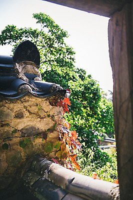 포토 JPG 주간 나무 전통 한옥 풍경 사람없음 야외 아웃포커스 경상북도 안동 기와담장 군자마을 국내포토 자연요소 식물 한국전통 고건축 촬영기법 기와 담장 마을 경상도 파일형식