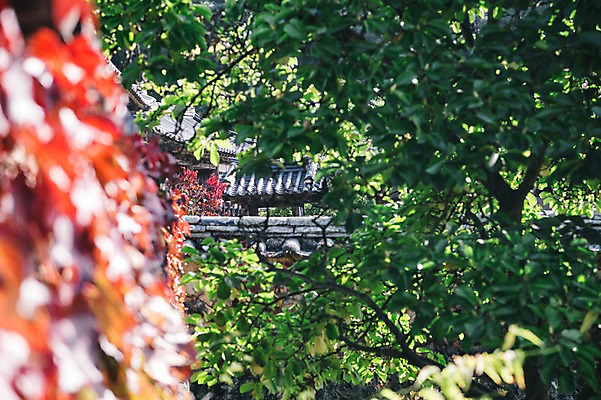 포토 JPG 주간 나무 전통 단풍 한옥 풍경 사람없음 야외 아웃포커스 경상북도 안동 군자마을 국내포토 자연요소 식물 한국전통 고건축 잎 촬영기법 마을 경상도 파일형식