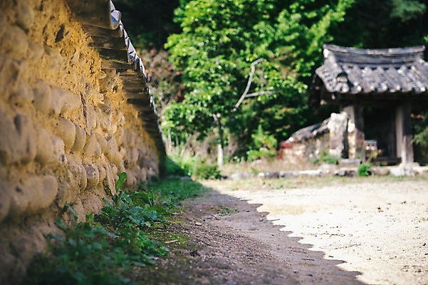 포토 JPG 주간 나무 전통 한옥 그림자 풍경 사람없음 야외 아웃포커스 경상북도 안동 기와담장 군자마을 국내포토 자연요소 식물 한국전통 고건축 촬영기법 기와 담장 마을 경상도 파일형식