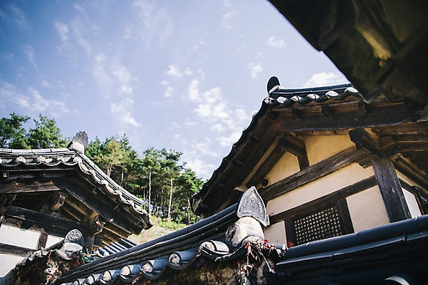 포토 JPG 주간 나무 전통 하늘 한옥 풍경 사람없음 야외 경상북도 안동 기와담장 군자마을 국내포토 자연요소 식물 한국전통 고건축 기와 담장 마을 경상도 파일형식