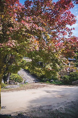 포토 JPG 주간 나무 단풍 한국 풍경 사람없음 야외 계단 경상북도 안동 군자마을 국내포토 자연요소 식물 아시아 잎 마을 경상도 파일형식
