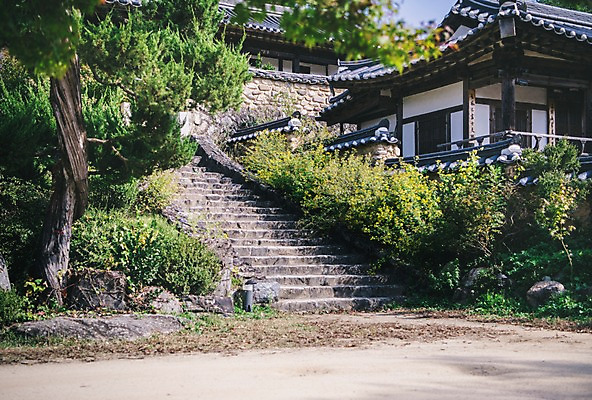 포토 JPG 주간 나무 전통 한옥 풍경 사람없음 야외 계단 경상북도 안동 군자마을 국내포토 자연요소 식물 한국전통 고건축 마을 경상도 파일형식