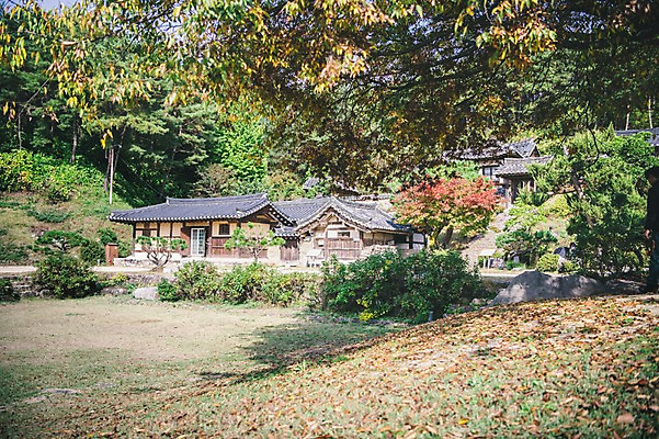 포토 JPG 주간 나무 전통 낙엽 한옥 풍경 사람없음 야외 경상북도 안동 군자마을 국내포토 자연요소 식물 한국전통 고건축 잎 마을 경상도 파일형식