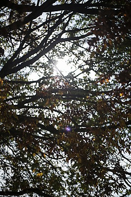 포토 JPG 주간 나무 한국 사람없음 야외 빛 경상북도 안동 군자마을 국내포토 자연요소 식물 아시아 마을 경상도 파일형식