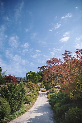 포토 JPG 주간 나무 구름 길 하늘 한국 풍경 사람없음 야외 경상북도 안동 군자마을 국내포토 자연요소 식물 아시아 마을 경상도 파일형식