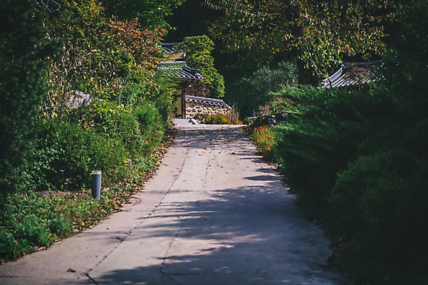 포토 JPG 주간 나무 전통 길 한옥 풍경 사람없음 야외 경상북도 안동 군자마을 국내포토 자연요소 식물 한국전통 고건축 마을 경상도 파일형식