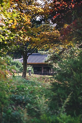 포토 JPG 주간 나무 전통 한옥 풍경 사람없음 야외 아웃포커스 경상북도 안동 군자마을 국내포토 자연요소 식물 한국전통 고건축 촬영기법 마을 경상도 파일형식