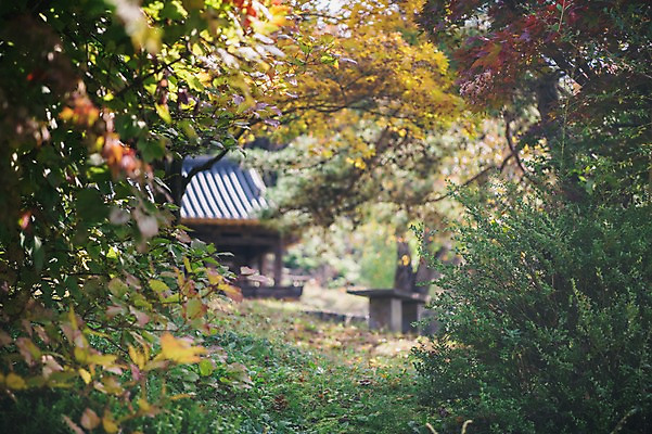 포토 JPG 주간 나무 전통 한옥 풍경 사람없음 야외 아웃포커스 경상북도 안동 군자마을 국내포토 자연요소 식물 한국전통 고건축 촬영기법 마을 경상도 파일형식