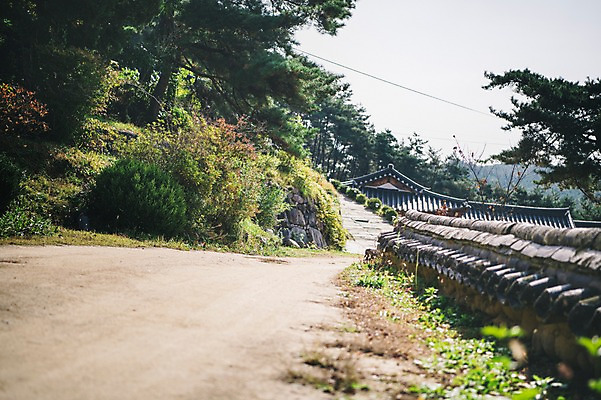 포토 JPG 주간 나무 전통 길 한옥 풍경 사람없음 야외 아웃포커스 잡초 경상북도 안동 군자마을 국내포토 자연요소 식물 한국전통 고건축 촬영기법 마을 경상도 파일형식
