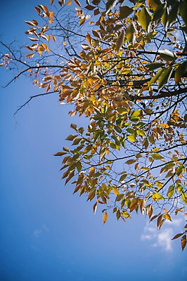 포토 JPG 주간 나무 하늘 한국 사람없음 야외 경상북도 안동 군자마을 국내포토 자연요소 식물 아시아 마을 경상도 파일형식