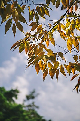 포토 JPG 주간 나무 하늘 나뭇잎 한국 사람없음 야외 아웃포커스 경상북도 안동 군자마을 국내포토 자연요소 식물 아시아 잎 촬영기법 마을 경상도 파일형식