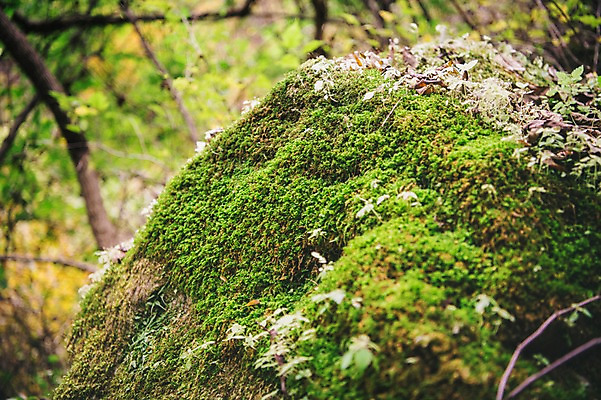 포토 JPG 주간 나무 한국 이끼 근접촬영 사람없음 야외 아웃포커스 바위 경상북도 봉화 청량산 국내포토 자연요소 식물 아시아 뷰포인트 산 촬영기법 돌_바위 경상도 파일형식
