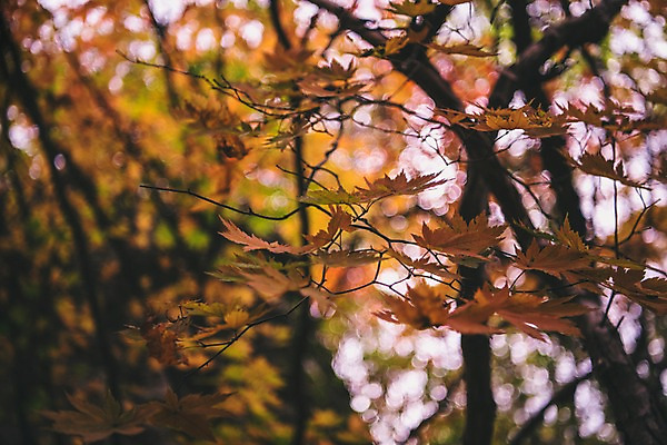 포토 JPG 주간 나무 단풍 나뭇잎 한국 사람없음 야외 경상북도 봉화 청량산 국내포토 자연요소 식물 아시아 잎 산 경상도 파일형식