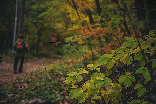 포토 JPG 주간 전신 나무 나뭇잎 한국 한명 서기 사람 풍경 야외 뒷모습 아웃포커스 등산객 경상북도 봉화 청량산 국내포토 자연요소 식물 1 아시아 뷰포인트 잎 모션 산 촬영기법 등산 경상도 파일형식