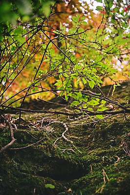 포토 JPG 주간 나무 한국 이끼 사람없음 야외 아웃포커스 경상북도 뿌리 봉화 청량산 국내포토 자연요소 식물 아시아 산 촬영기법 경상도 파일형식