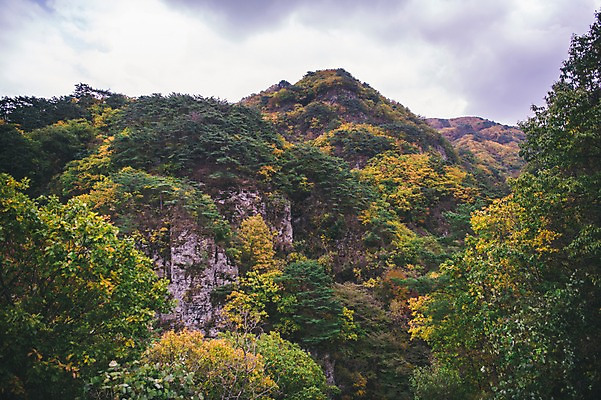 포토 JPG 주간 나무 단풍 한국 풍경 사람없음 야외 절벽 경상북도 봉화 청량산 국내포토 자연요소 식물 아시아 잎 산 경상도 파일형식