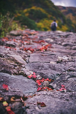 포토 JPG 주간 나무 나뭇잎 한국 풍경 사람없음 야외 아웃포커스 돌_바위 덩굴 경상북도 봉화 청량산 국내포토 자연요소 식물 아시아 잎 산 촬영기법 경상도 파일형식
