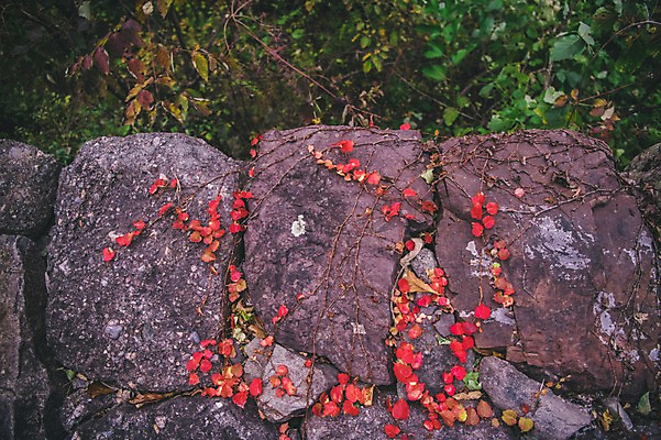 포토 JPG 주간 나무 한국 사람없음 야외 바위 덩굴 경상북도 봉화 청량산 국내포토 자연요소 식물 아시아 산 돌_바위 경상도 파일형식