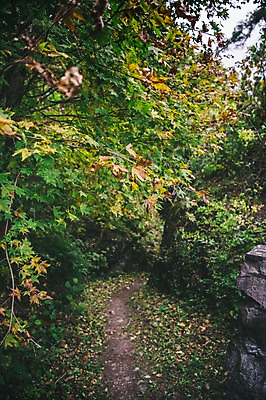 포토 JPG 주간 나무 길 나뭇잎 한국 풍경 사람없음 야외 아웃포커스 경상북도 봉화 청량산 국내포토 자연요소 식물 아시아 잎 산 촬영기법 경상도 파일형식