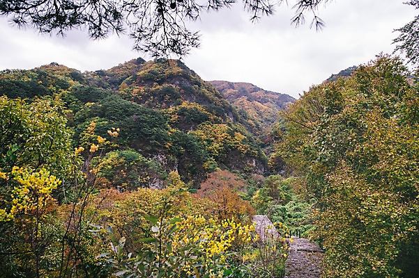 포토 JPG 주간 나무 산 한국 풍경 사람없음 야외 아웃포커스 경상북도 봉화 청량산 국내포토 자연요소 식물 아시아 촬영기법 경상도 파일형식