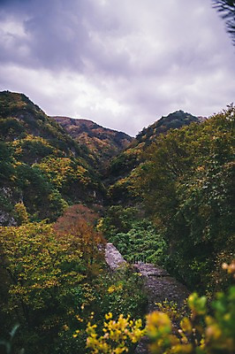 포토 JPG 주간 나무 길 하늘 산 한국 풍경 사람없음 야외 아웃포커스 경상북도 봉화 청량산 국내포토 자연요소 식물 아시아 촬영기법 경상도 파일형식