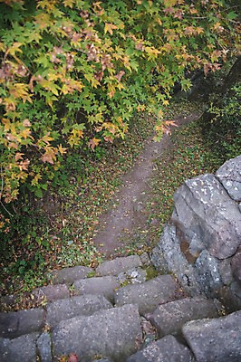 포토 JPG 주간 나무 길 한국 풍경 사람없음 야외 하이앵글 경상북도 돌계단 봉화 청량산 국내포토 자연요소 식물 아시아 뷰포인트 산 계단 돌_바위 경상도 파일형식