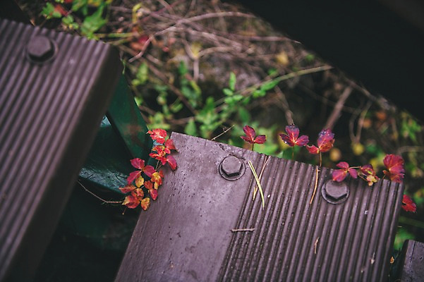 포토 JPG 주간 나무 한국 근접촬영 사람없음 야외 아웃포커스 계단 덩굴 경상북도 봉화 청량산 국내포토 자연요소 식물 아시아 뷰포인트 산 촬영기법 경상도 파일형식