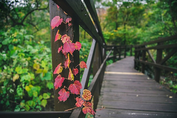 포토 JPG 주간 나무 길 한국 야외 아웃포커스 담쟁이덩굴 덩굴 경상북도 봉화 안전펜스 청량산 국내포토 자연요소 식물 아시아 산 촬영기법 울타리 경상도 파일형식