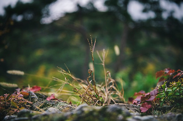 포토 JPG 주간 나무 한국 근접촬영 사람없음 야외 아웃포커스 경상북도 강아지풀 봉화 청량산 국내포토 자연요소 식물 아시아 뷰포인트 산 촬영기법 경상도 한해살이풀 파일형식