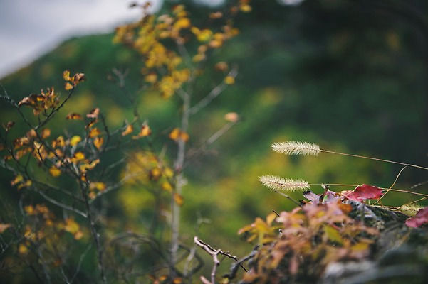 포토 JPG 주간 나무 한국 근접촬영 사람없음 야외 아웃포커스 경상북도 강아지풀 봉화 청량산 국내포토 자연요소 식물 아시아 뷰포인트 산 촬영기법 경상도 한해살이풀 파일형식