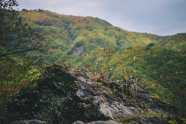 포토 JPG 주간 나무 산 한국 풍경 사람없음 야외 바위 경상북도 봉화 청량산 국내포토 자연요소 식물 아시아 돌_바위 경상도 파일형식