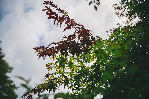 포토 JPG 주간 나무 단풍 하늘 한국 풍경 사람없음 야외 경상북도 봉화 청량산 국내포토 자연요소 식물 아시아 잎 산 경상도 파일형식