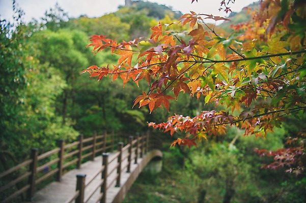 포토 JPG 주간 나무 길 단풍 한국 풍경 사람없음 야외 아웃포커스 경상북도 봉화 안전펜스 청량산 국내포토 자연요소 식물 아시아 잎 산 촬영기법 울타리 경상도 파일형식