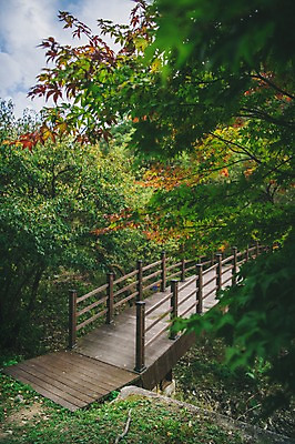 포토 JPG 주간 나무 구름 길 단풍 하늘 한국 풍경 사람없음 야외 다리 경상북도 봉화 청량산 국내포토 자연요소 식물 아시아 잎 산 신체부위 경상도 파일형식