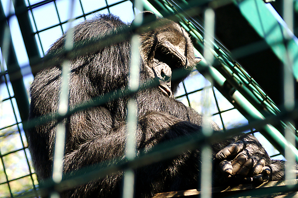 포토 JPG 해외이미지 나무 동물 응시 공원 남자 아시아 얼굴 야생동물 포유류 아프리카 자연 생물 털 동물원 종류 앉기 사람없음 갈색 머리 검은색 힘 원숭이 표현 아기 숲 작음 모피 멸종 유인원 고릴라 내추럴 침팬지 해외202004 해외포토 식물 시선 공공시설 나라 컬러 모션 사람 신체부위 크기 생태계 파일형식 이미지허브