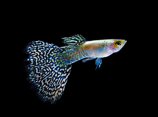 포토 JPG 해외이미지 동물 드레스 백그라운드 이동 오렌지 자연 어류 사람없음 물 반려동물 검은색 수중 수영 희망 신선 공작 꼬리 탱크 수족관 강렬 고립 해외202004 해외포토 자연요소 옷 감정 컬러 컨셉 과일 조류 수중동물 수상스포츠 생태계 파일형식 이미지허브