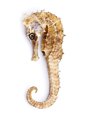 포토 JPG 해외이미지 동물 디자인 바다 여행 백그라운드 자연 건조 항해 동물원 사람없음 장식 물 여름 글로벌 노란색 수중 어둠 페인트 흰색 죽음 산호 닫기 보호 작음 자르기 다이빙 기념품 고립 니스 돌봄 생태학 해병대 해외202004 해외포토 자연요소 계절 교육 컬러 컨셉 배_교통 모션 군대 수영 자포동물 크기 오브젝트 생태계 수중스포츠 파일형식 이미지허브